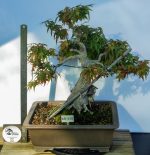 ACER PALMATUM AGARRADO A ROCHA - Image 2