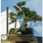 🍁 Acer palmatum Agarrado à Rocha — AFC:038 - Image 2