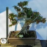 ACER PALMATUM AGARRADO A ROCHA - Image 3