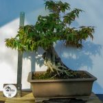 ACER PALMATUM AGARRADO A ROCHA - Image 4