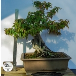 🍁 Acer palmatum Agarrado à Rocha — AFC:038 - Image 4