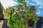 ACER PALMATUM AGARRADO A ROCHA - Image 5