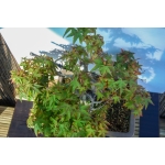 🍁 Acer palmatum Agarrado à Rocha — AFC:038 - Image 5