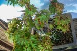 ACER PALMATUM AGARRADO A ROCHA - Image 6
