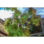 🍁 Acer palmatum Agarrado à Rocha — AFC:038 - Image 6