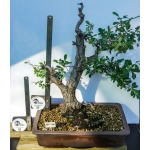 Eleagno | Elaeagnus umbellata—AFP:010 - Image 2