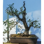 Eleagno | Elaeagnus umbellata—AFP:010