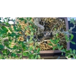 Eleagno | Elaeagnus umbellata—AFP:010 - Image 4