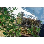 Eleagno | Elaeagnus umbellata—AFP:010 - Image 5