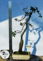 QUERCUS LITERATI - Image 2