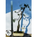 🌳 Quercus suber — Literati | AFP:019 - Image 2