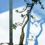QUERCUS LITERATI