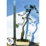 🌳 Quercus suber — Literati | AFP:019