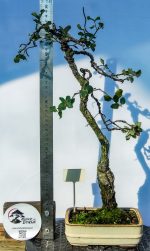 QUERCUS LITERATI - Image 4