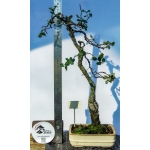 🌳 Quercus suber — Literati | AFP:019 - Image 4