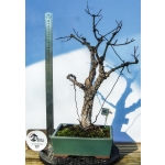 🍁 Acer palmatum ‘Arakawa’ — AFC:040 - Image 2