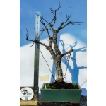 🍁 Acer palmatum ‘Arakawa’ — AFC:040 - Image 4