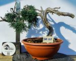 JUNIPERUS SABINA