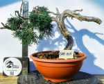 JUNIPERUS SABINA - Image 3