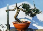 JUNIPERUS SABINA - Image 4