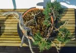 JUNIPERUS SABINA - Image 5