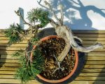 JUNIPERUS SABINA - Image 6