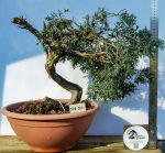 JUNIPERUS SABINA - Image 2