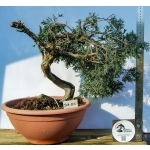 🌲 Juniperus sabina — Yamadori Espanhol em Formação | SAB:005 - Image 2