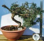 JUNIPERUS SABINA - Image 3