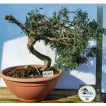 🌲 Juniperus sabina — Yamadori Espanhol em Formação | SAB:005 - Image 3