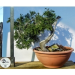 🌲 Juniperus sabina — Yamadori Espanhol em Formação | SAB:005 - Image 4