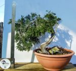 JUNIPERUS SABINA - Image 5