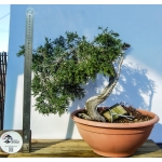 🌲 Juniperus sabina — Yamadori Espanhol em Formação | SAB:005 - Image 5