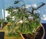 JUNIPERUS SABINA - Image 6