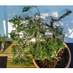 🌲 Juniperus sabina — Yamadori Espanhol em Formação | SAB:005 - Image 6