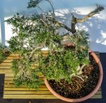 JUNIPERUS SABINA - Image 7