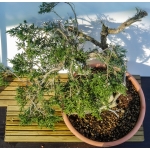 🌲 Juniperus sabina — Yamadori Espanhol em Formação | SAB:005 - Image 7