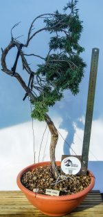 JUNIPERUS SABINA LITERATI - Image 2