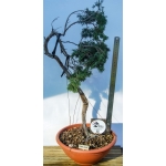 🌲 Juniperus sabina — Literati Yamadori Espanhol | SAB:006 - Image 2