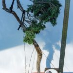 JUNIPERUS SABINA LITERATI