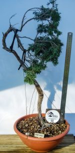 JUNIPERUS SABINA LITERATI