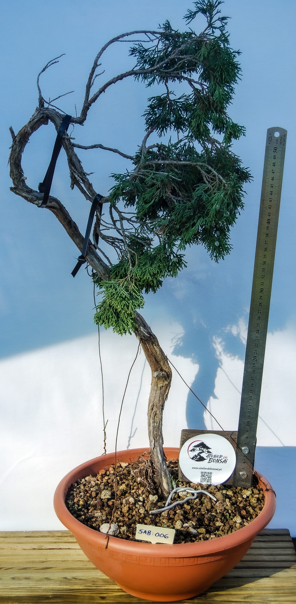 DSC_0240 JUNIPERUS SABINA LITERATI - Image 1