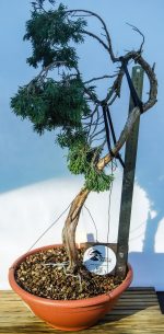 JUNIPERUS SABINA LITERATI - Image 4