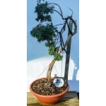 🌲 Juniperus sabina — Literati Yamadori Espanhol | SAB:006 - Image 4