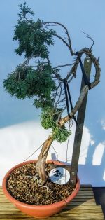 JUNIPERUS SABINA LITERATI - Image 5