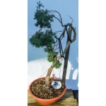 🌲 Juniperus sabina — Literati Yamadori Espanhol | SAB:006 - Image 5