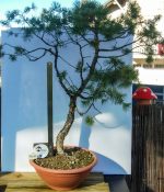 PINUS SILVESTRIS