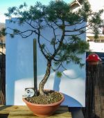 PINUS SILVESTRIS - Image 3