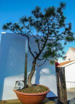 PINUS SILVESTRIS - Image 4
