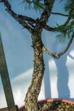 PINUS SILVESTRIS - Image 5